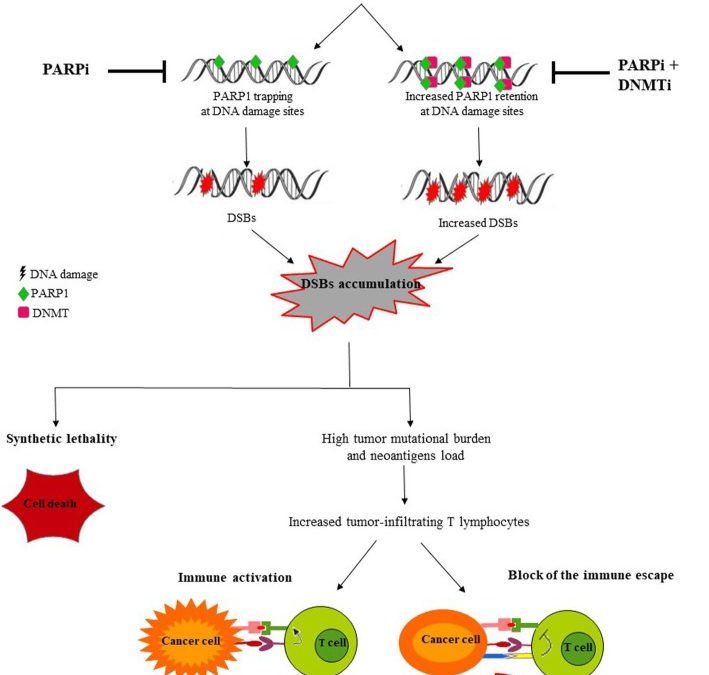New combinatorial strategies to improve the PARP inhibitors efficacy in the urothelial bladder Cancer treatment.
