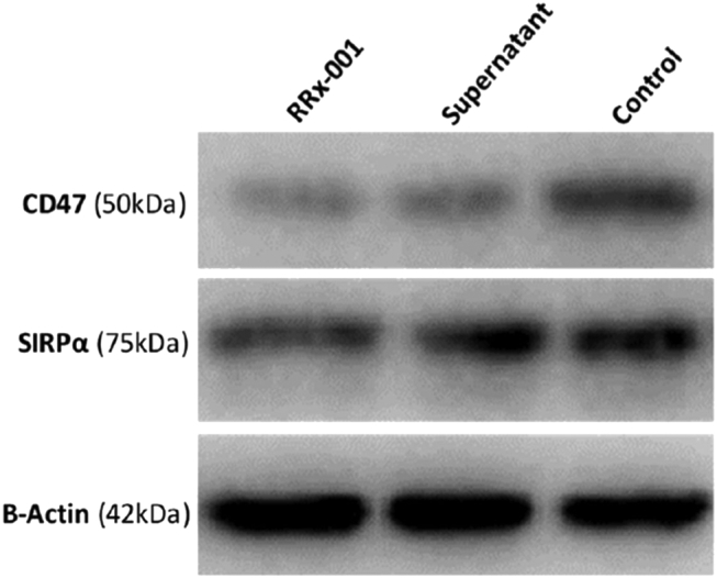 RRx-001 Acts as a Dual Small Molecule Checkpoint Inhibitor by Downregulating CD47 on Cancer Cells and SIRP-alpha on Monocytes/Macrophages.